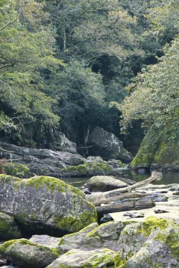 Doğal bir orman ve kayalık bir alandan akan bir nehir. Doğal ışık ve yeşillikle sakin bir manzara..