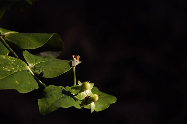 Karanlık bir arkaplanı olan, güneş ışığıyla aydınlatılmış bir dağ kamelyası çiçeği. Açık hava sahnesi canlı renklerle.