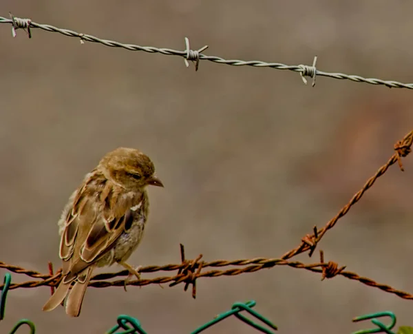 Dikenli tellerin üzerine tünemiş tek bir ağaç serçesi doğal detaylarını ve arka plandaki hassas duruşunu gösteriyor..