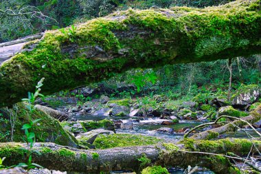 Yumuşak güneş ışığı altında yeşil bir ormanın içinden akan küçük bir nehir. Sakin ve doğal manzara barışı ve tazeliği simgeliyor..