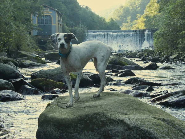 Nehirdeki bir kayanın üzerinde duran bir Bodeguero Endülüs köpeği. Arka planda küçük şelale olan sakin bir açık hava sahnesi.