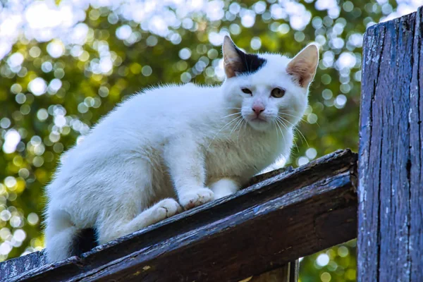 Beyaz bir Türk Van kedisi merdivenin ahşap korkuluklarında oturuyor. Yumuşak doğal ışıkla sakin sahne.