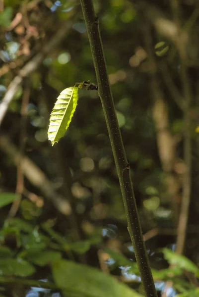 Bir ağaç dalında büyüyen tek bir yeşil yaprak. Doğal ışık ve yumuşak arka planlı sakin bir açık hava sahnesi.