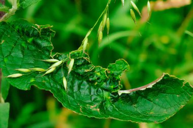 Hasar gösteren yeşil bir yaprak ve birden fazla tohum kabuğu. Doğal ışık vurgulu sakin doğa sahnesi.