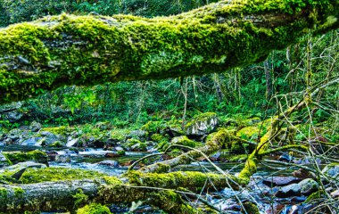 Yeşil yosun ile kaplanmış kaya ve dallarla akan bir nehir. Yumuşak doğal ışıkla sakin doğa sahnesi.