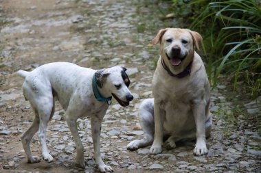 Bir Labrador ve bir Bodeguero Andaluz köpeği dağ yolunda yürüyor. Doğal ışıkla sakin bir sahne..