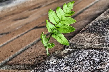 Kaldırımdaki çatlaktan çıkan küçük bir dal. Doğal ışık alan sakin bir açık hava sahnesi. Taze yeşil filizi vurguluyor..