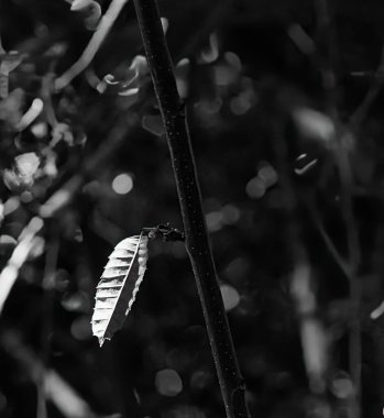 Siyah beyaz bir ağaç dalında tek bir yaprak. Yumuşak ışık ve doğal kompozisyonu olan sakin bir doğa sahnesi.