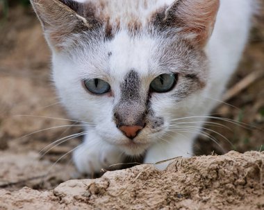 Yerde dinlenen kedi kafasının yakın çekimi. Doğal ışık ve yumuşak kürk ve gözlerle sakin bir manzara..