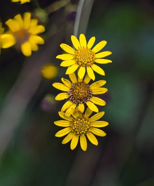 Sıraya dizilmiş üç sarı papatya. Doğal ışıkla süslenmiş sakin doğa sahnesi..