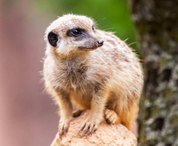 Meerkat est assis sur la pierre et regarde à droite — Photo