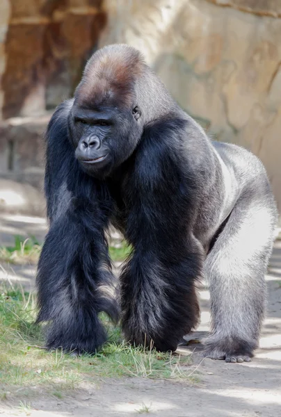 Gorilla stakes out his territory — Stock Photo, Image