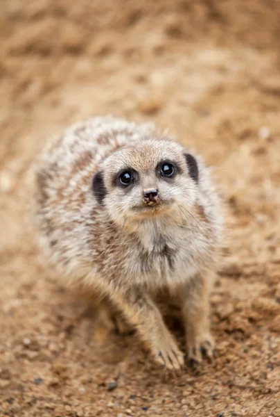 Meerkat s'assoit sur le sable et regarde vers la caméra — Photo