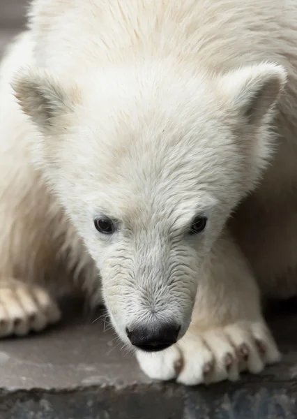 Portret młodego niedźwiedzia polarnego Zdjęcie Stockowe