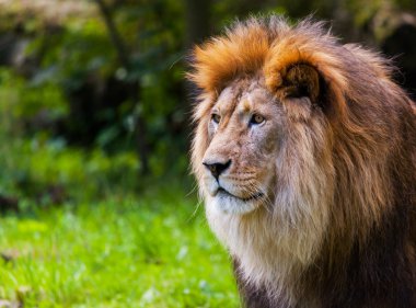 Soldaki bir portre aslan görünüyor