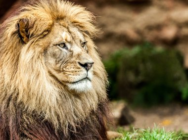 Aslan sağa doğru görünüyor