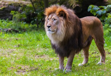 Aslan çim üzerinde duruyor ve sola doğru görünüyor