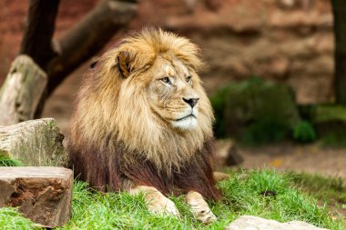 Aslan çim üzerinde yatıyor ve sağa doğru görünüyor