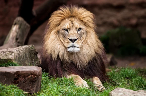 Aslan portre, aslan kamerada görünüyor. — Stok fotoğraf