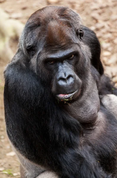 Gorilla sits on a stone and looks to the camera — Stock Photo, Image