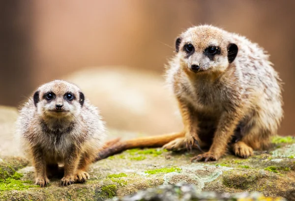 Két meerkats kövön ült, és keresi a kamera — Stock Fotó