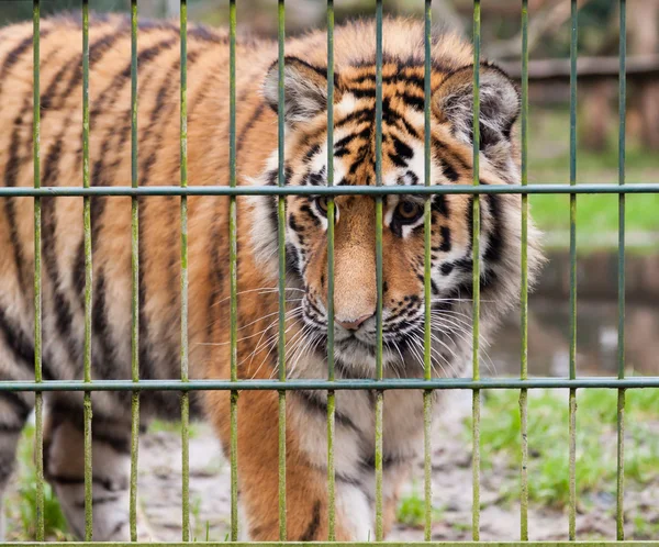 one tiger looks behind the compound fence