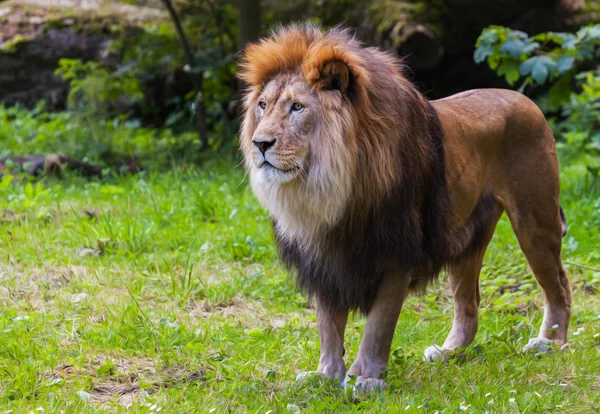 Leão fica na grama e olha para a esquerda — Fotografia de Stock