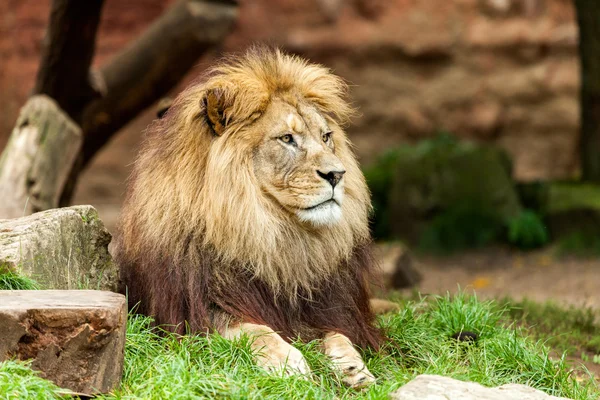 Aslan çim üzerinde yatıyor ve sağa doğru görünüyor
