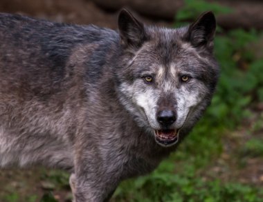 bir kurt kameraya benziyor