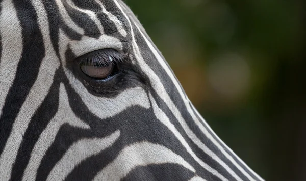 Zebra eye on green background — Stock Photo, Image