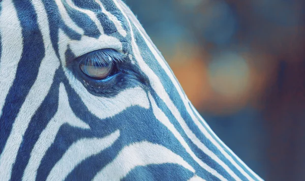 Zebra olho no fundo azul claro — Fotografia de Stock