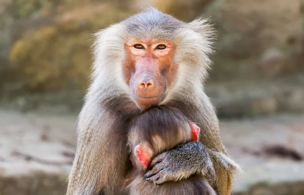 Ape mother with her child in arms — Stock Photo, Image