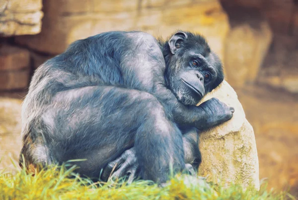 Unhappy ape on a stone — Stock Photo, Image