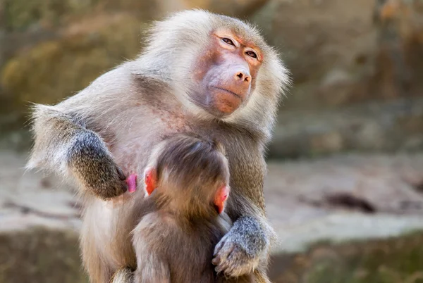 Milk drinking ape child on his mother — Stock Photo, Image