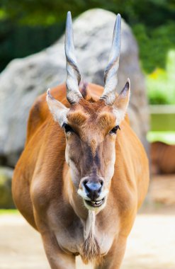 Eland antilop kameraya benziyor