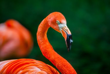 Flamingo gagasını üzerinde bir tüy ile