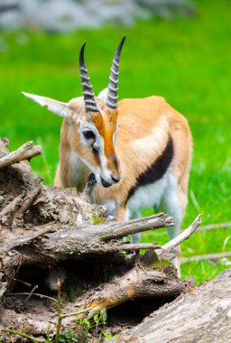 Genç lechwe waterbuck