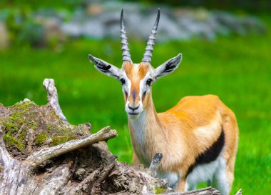 Genç lechwe waterbuck