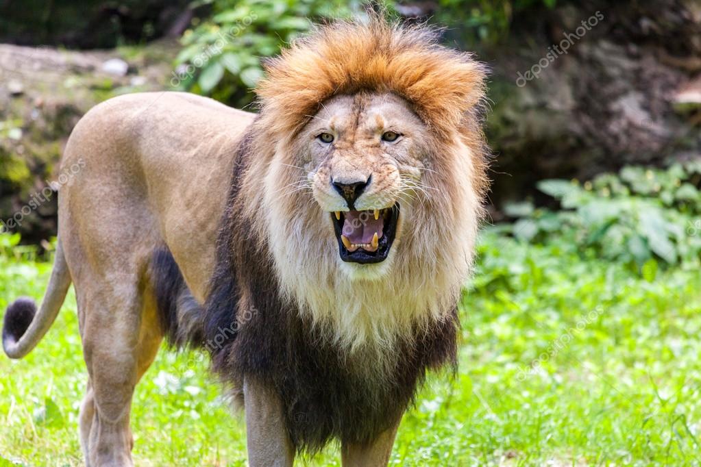 RUGGITO DEL LEONE DA SCARICA