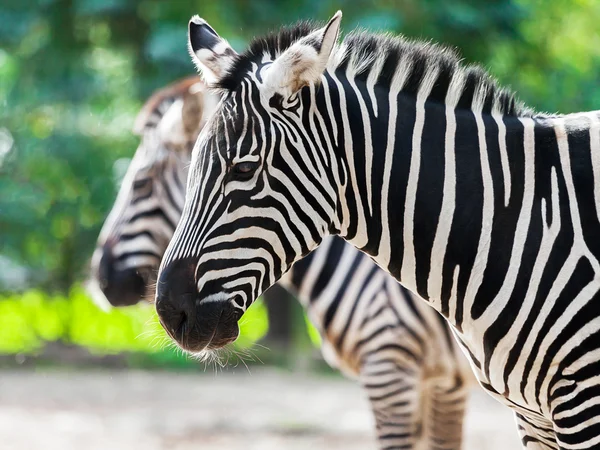 Two zebras standing together — Stock Photo, Image