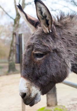 eşek sola doğru görünüyor