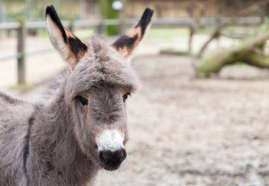 Genç eşek kameraya benziyor