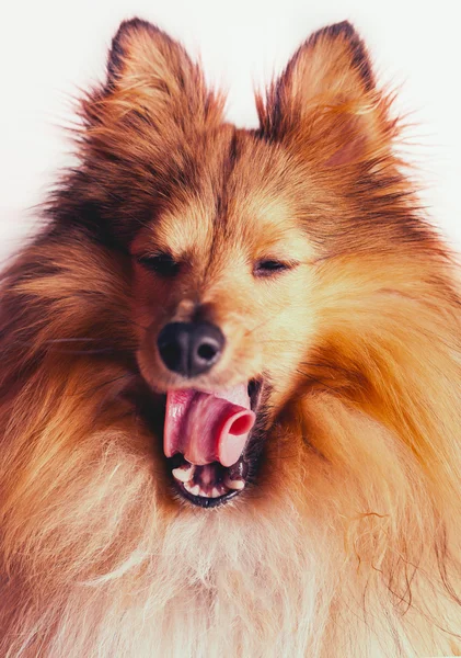 Cansado jovem cão shelty — Fotografia de Stock