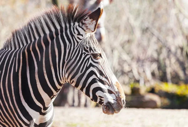 Zebra looks to the right portrait — Stock Photo, Image