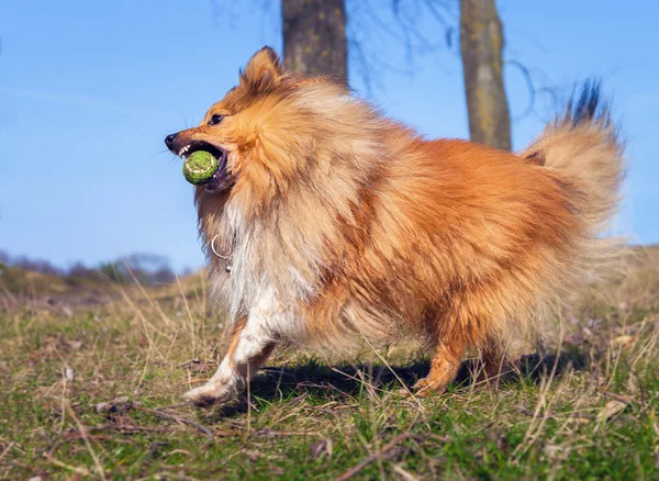 Shetland Sheepdog giocare con una palla — Foto Stock
