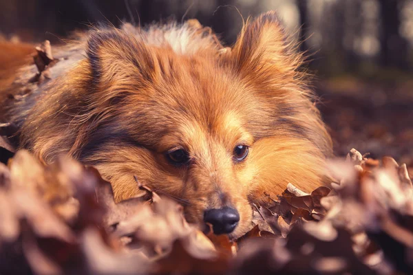 Shetland Sheepdog si trova in fogliame marrone — Foto Stock