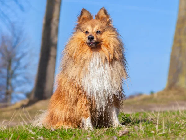 Shetland Sheepdog siede sull'erba — Foto Stock