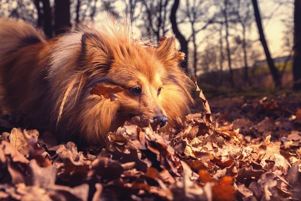 Shetland Sheepdog cerca qualcosa nel fogliame marrone — Foto Stock