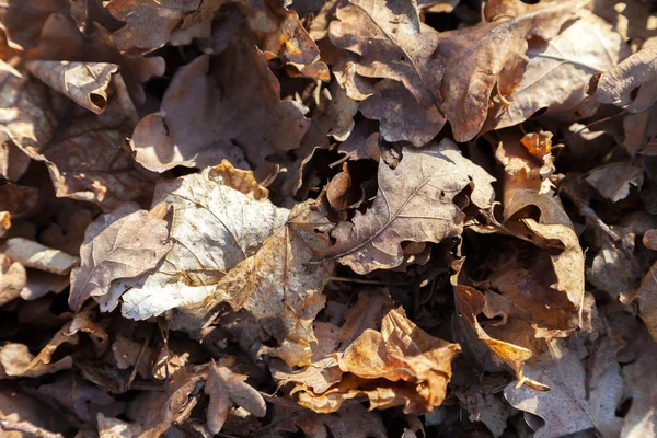 Груда листьев на лесной почве — стоковое фото