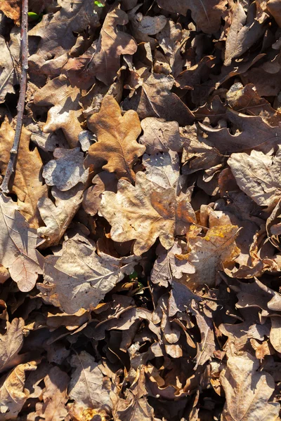 Кучка листьев на земле — стоковое фото